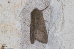Orthosia annulimacula