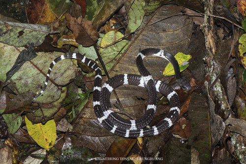 Photo of a Namdong Wolf Snake (Lycodon chapaensis)