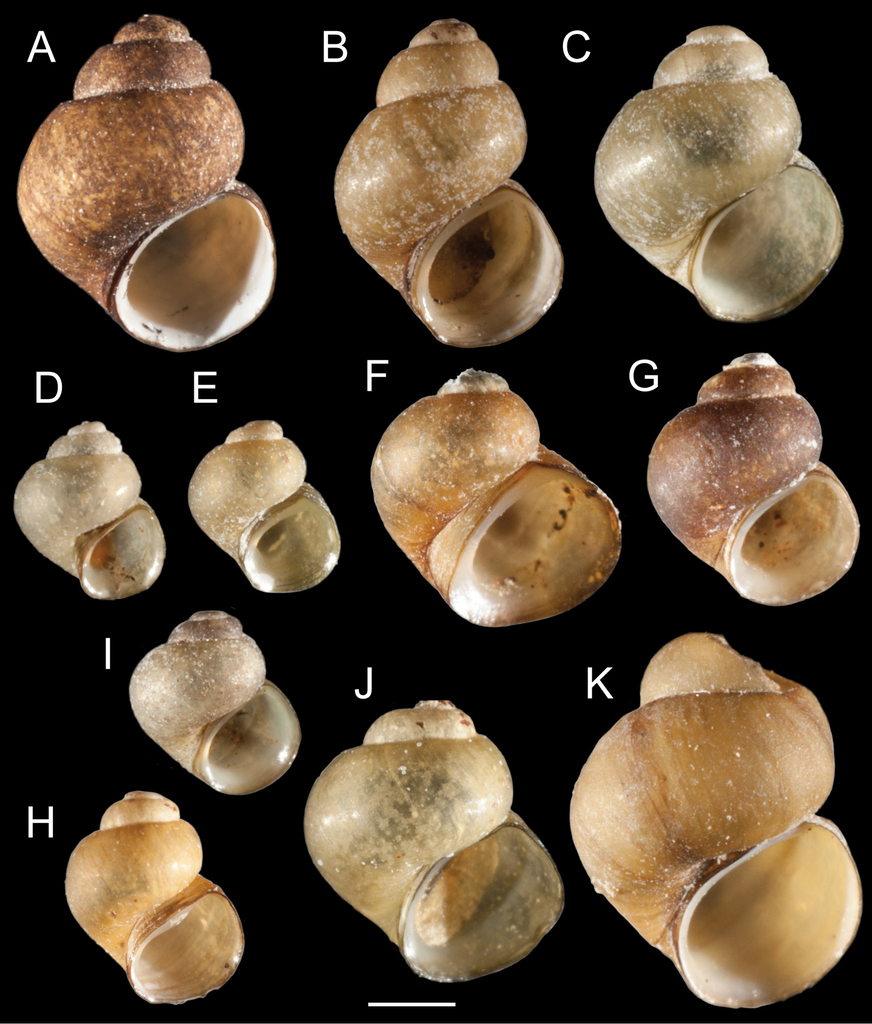 Shasta Pebblesnail