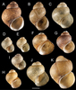 Shasta Pebblesnail - Photo (c) https://doi.org/10.3897/zookeys.812.29205, some rights reserved (CC BY)