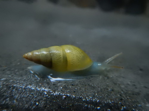 Sulfur Cone
