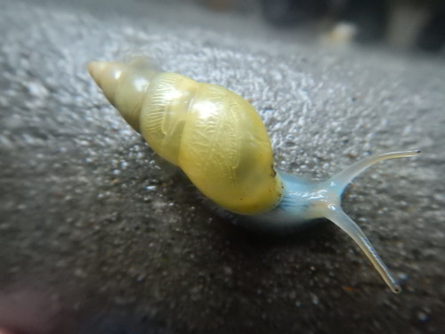 Sulfur Cone