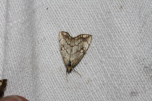 Evergestis pallidata