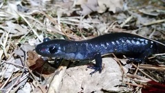 Ambystoma jeffersonianum