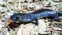 Ambystoma jeffersonianum