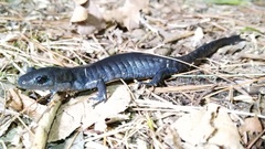 Ambystoma jeffersonianum
