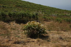 Argyranthemum pinnatifidum subsp. pinnatifidum image