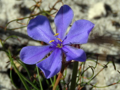 Aristea glauca