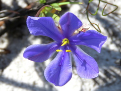 Aristea glauca