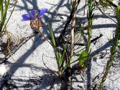 Aristea glauca