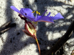 Aristea glauca