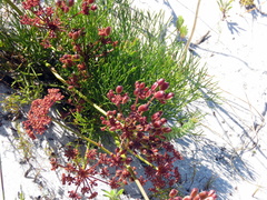 Nanobubon strictum