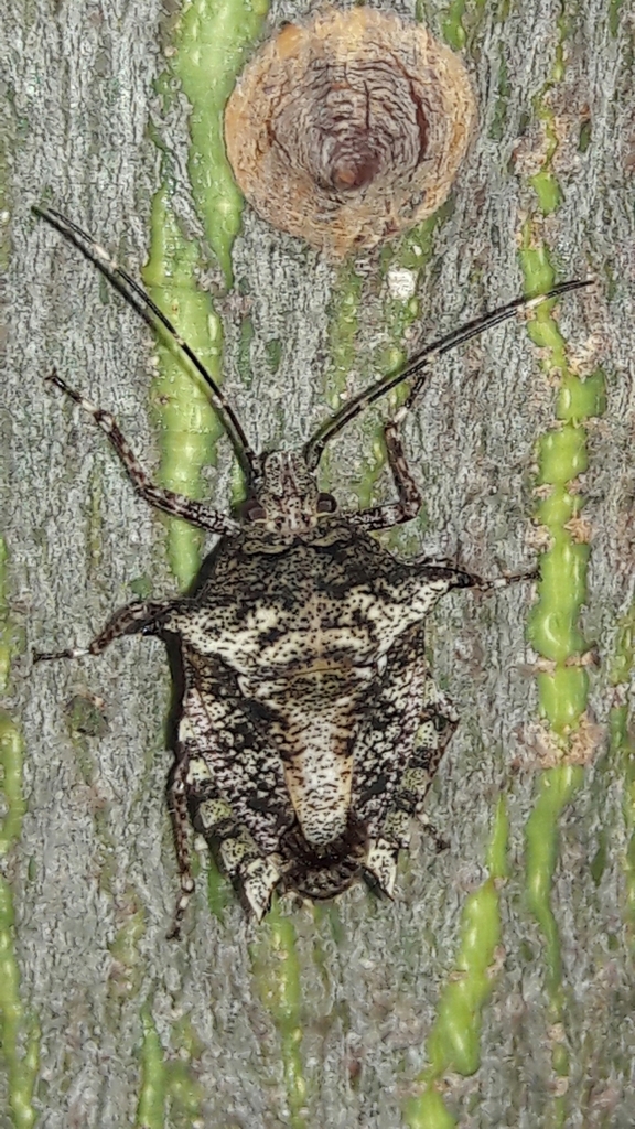 Pseudevoplitus paradoxus