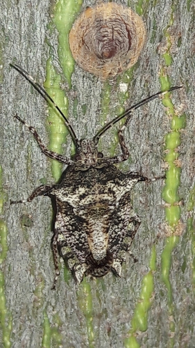 Pseudevoplitus paradoxus