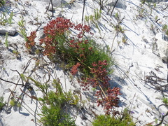 Nanobubon strictum