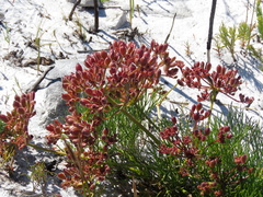 Nanobubon strictum