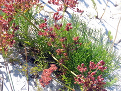 Nanobubon strictum