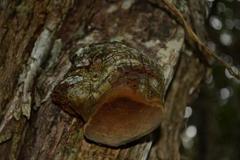 Fulvifomes elaeodendri