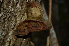 Fulvifomes elaeodendri