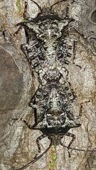 Pseudevoplitus