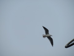 Chroicocephalus ridibundus