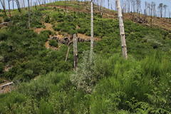 Cytisus scoparius image