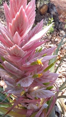 Tillandsia bourgaei
