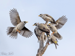 Noisy Miner photo 4