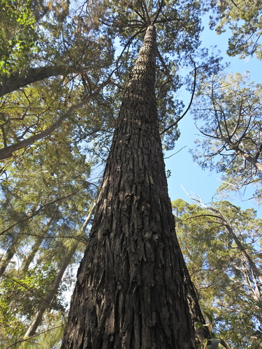 Image of Callitris columellaris by (c) Scott W. Gavins, some rights reserved (CC BY)
