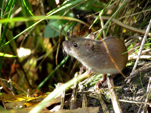 Striped Field Mouse