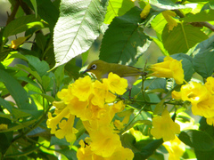 Zosterops palpebrosus