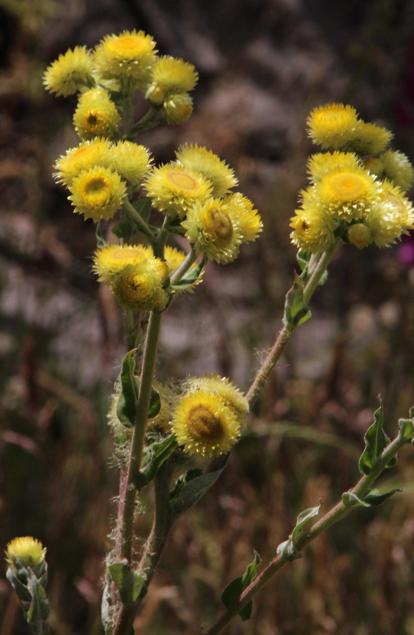 Helichrysum foetidum