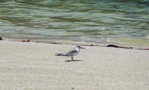 Cayo Alto