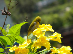 Zosterops palpebrosus