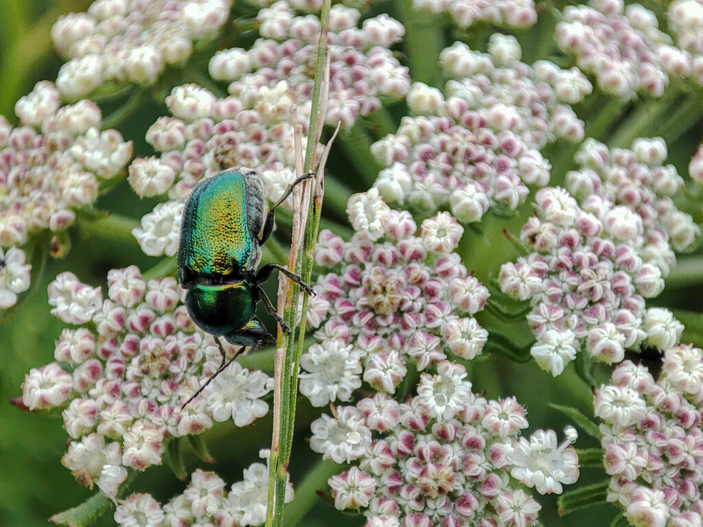 Cryptocephalus from г. Владивосток, Приморский край, Россия on July 15
