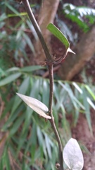Piper taiwanense