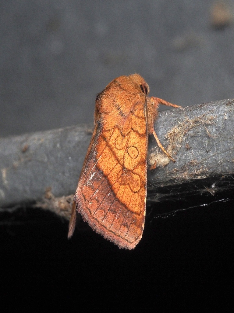 Pyrrhia