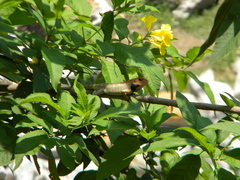 Calotes versicolor