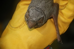 Taphozous mauritianus