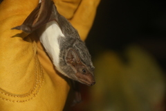 Taphozous mauritianus