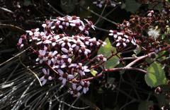 Pericallis aurita image