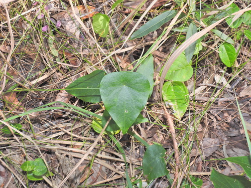 Stephania japonica