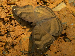 Junonia iphita