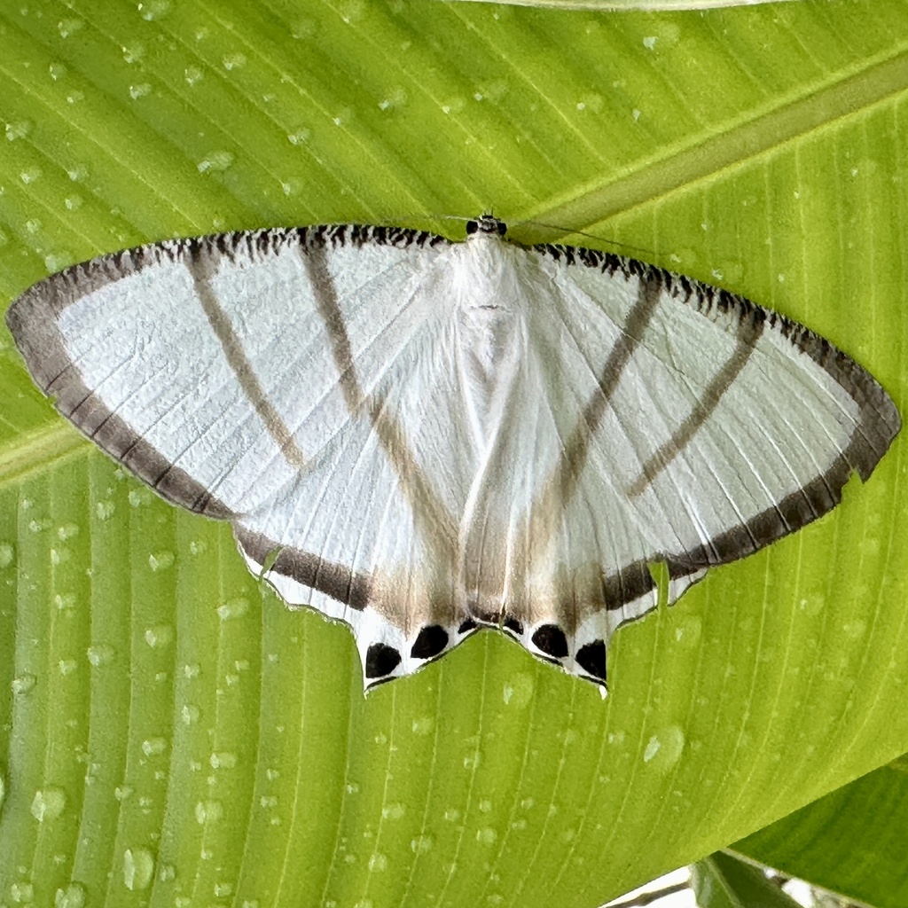 Cyphura maxima