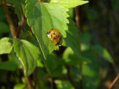 Basiprionota sexmaculata