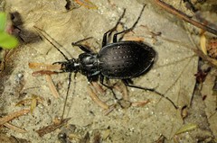 Carabus goryi