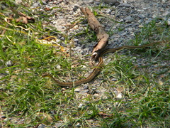 Amphiesma stolatum