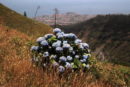 Hydrangea macrophylla