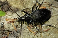 Carabus goryi