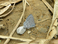 Celastrina lavendularis